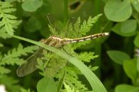 Orthetrum albistylum