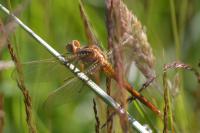 Orthetrum coerulescens