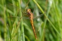 Orthetrum coerulescens