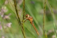 Orthetrum coerulescens