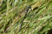 Cordulegaster boltonii