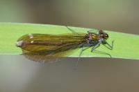 Calopteryx virgo