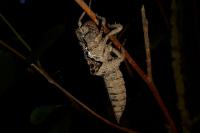 Cordulegaster boltonii