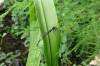 Ischnura elegans