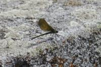 Calopteryx virgo