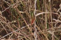 Crocothemis erythraea
