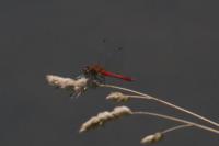 Sympetrum sanguineum