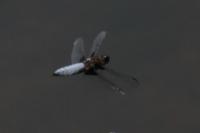 Libellula depressa