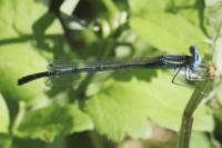 Platycnemis pennipes