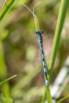 Coenagrion mercuriale