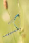 Coenagrion mercuriale