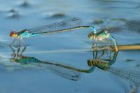 Erythromma viridulum