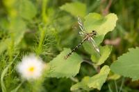 Onychogomphus forcipatus