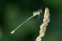 Chalcolestes viridis