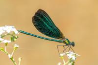 Calopteryx virgo