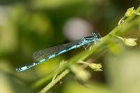 Coenagrion mercuriale