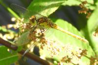 Sympetrum sanguineum