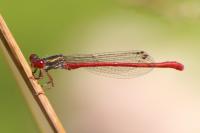 Ceriagrion tenellum