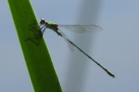 Chalcolestes viridis