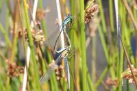 Ischnura elegans