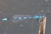 Coenagrion scitulum