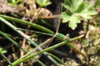 Lestes barbarus