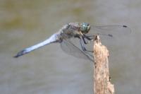 Orthetrum cancellatum