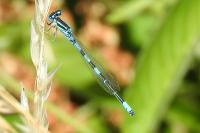 Coenagrion scitulum