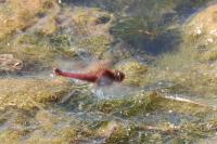 Crocothemis erythraea