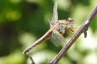 Orthetrum brunneum