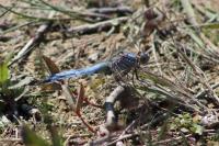 Orthetrum brunneum