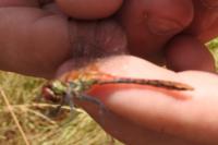 Sympetrum sanguineum