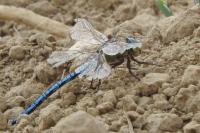 Anax imperator