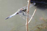 Orthetrum cancellatum