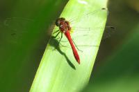 Sympetrum sanguineum