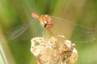 Sympetrum sanguineum