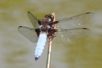 Libellula depressa