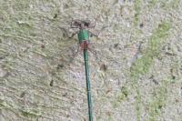 Chalcolestes viridis