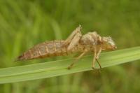 Aeshna mixta