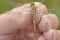 Orthetrum coerulescens