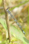 Coenagrion mercuriale