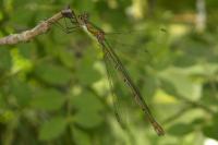 Chalcolestes viridis