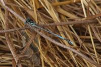 Platycnemis pennipes