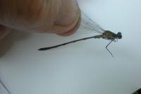 Chalcolestes viridis