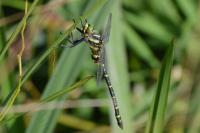 Cordulegaster boltonii