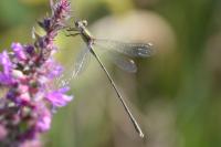 Chalcolestes viridis
