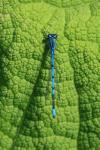 Coenagrion puella