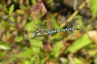 Aeshna mixta
