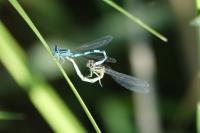 Coenagrion mercuriale