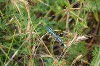 Enallagma cyathigerum